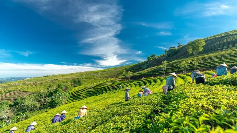 Đồi chè cao nguyên với người thu hoạch