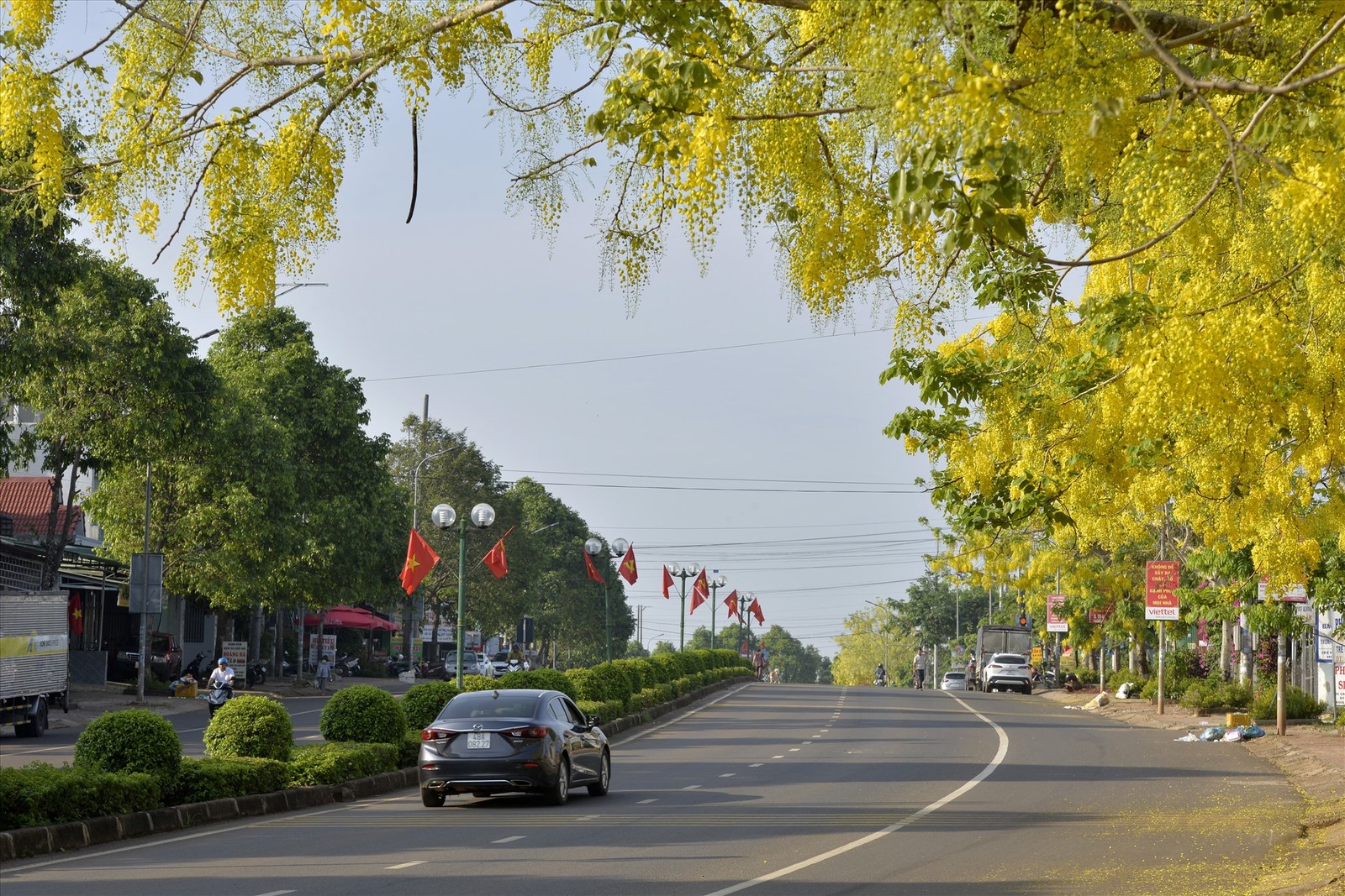 Đại lộ hoa muồng vàng đường phố Gia Nghĩa